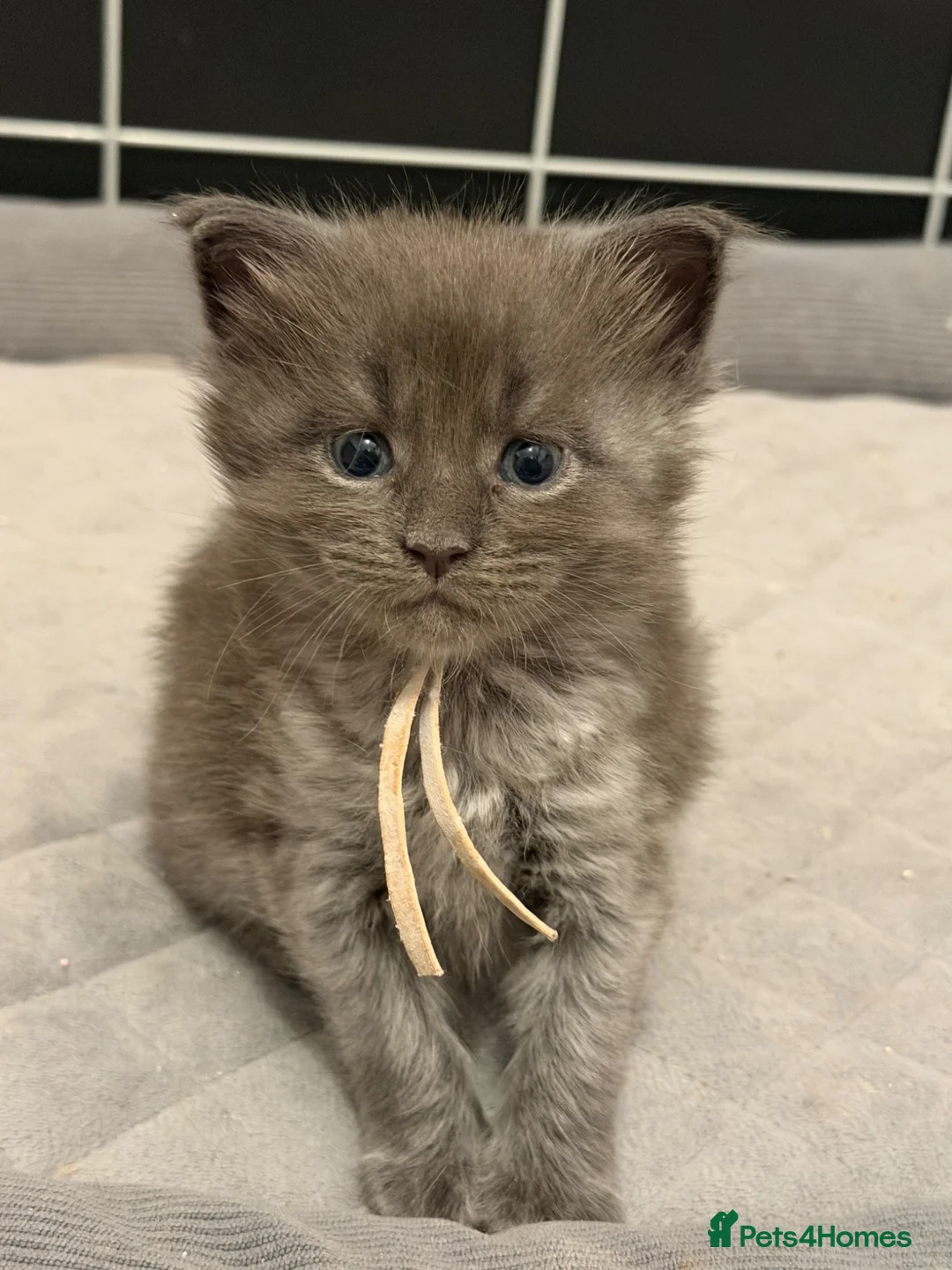 Maine Coon cats for sale: TICA Registered Maine Coon Kittens in Weymouth - Advert 41