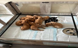 Labrador Retriever dogs for sale: KC Fox Red Labrador Pups - Health tested - Image 9