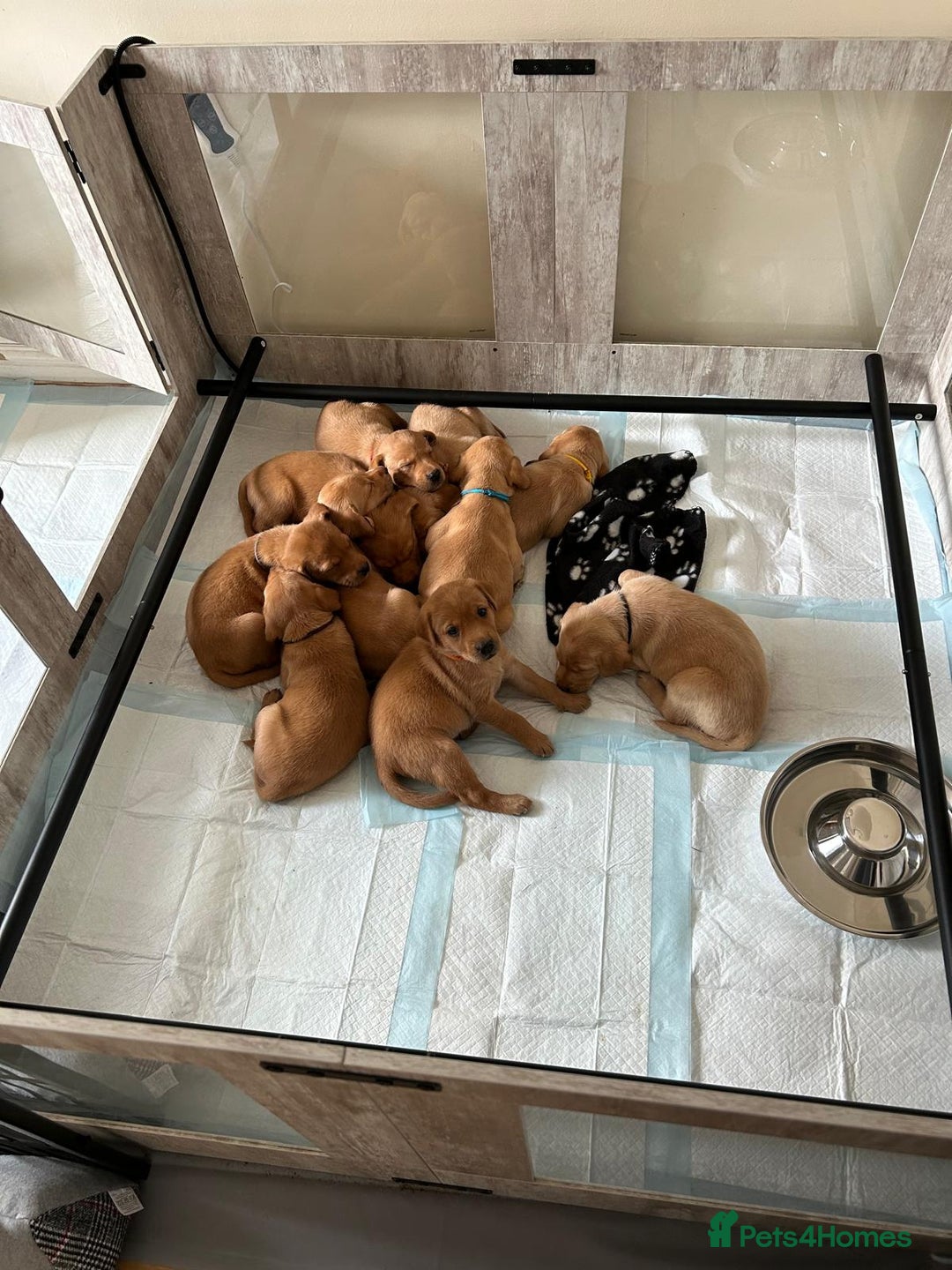 Labrador Retriever dogs for sale: KC Fox Red Labrador Pups - Health tested - Image 9
