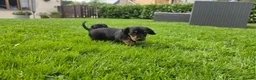 Miniature Dachshund dogs for sale: 🐾 Beautiful Miniature Dachshund Puppies 🐾 - Advert 8