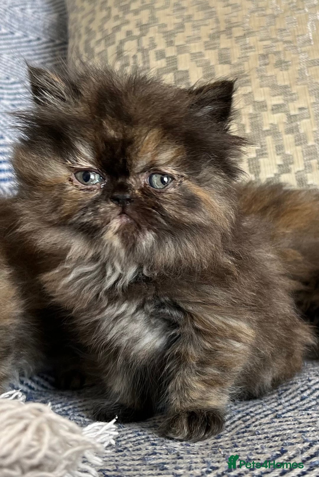 Persian cats for sale: Pure Persian kittens - Image 13