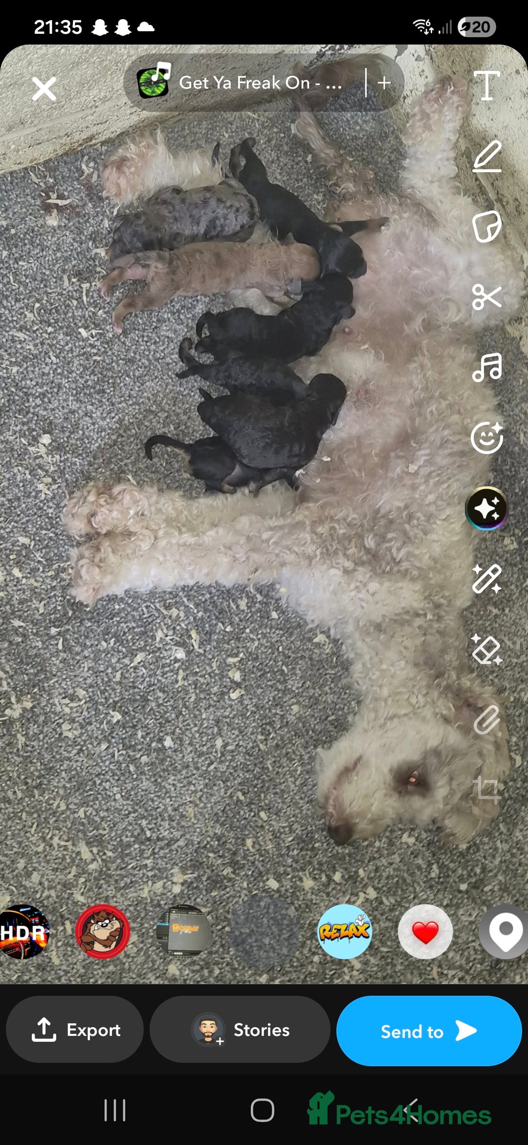 Cockapoo dogs ✨ Adorable F1B Cockapoo Puppies! ✨ in Swansea - Advert 3