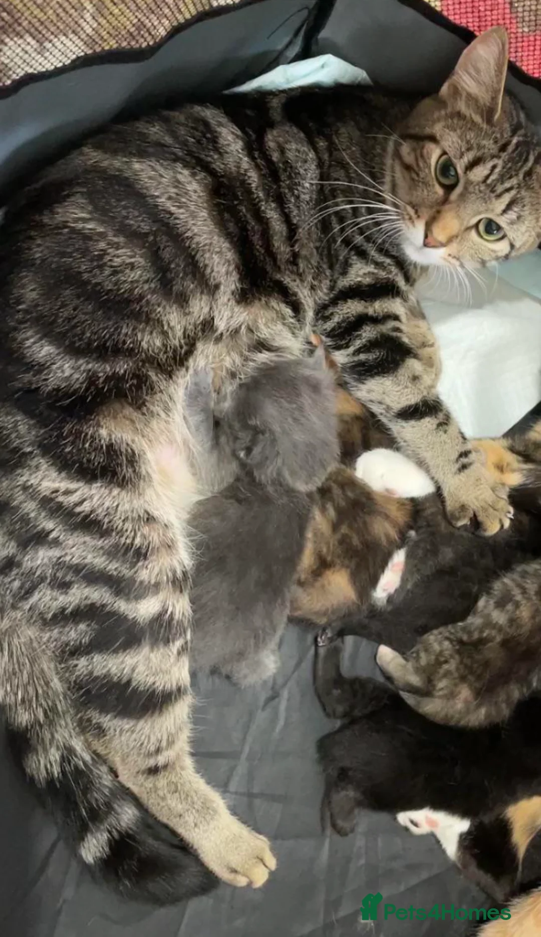 Mixed Breed cats for sale: 21 week old male kitten  - Advert 2
