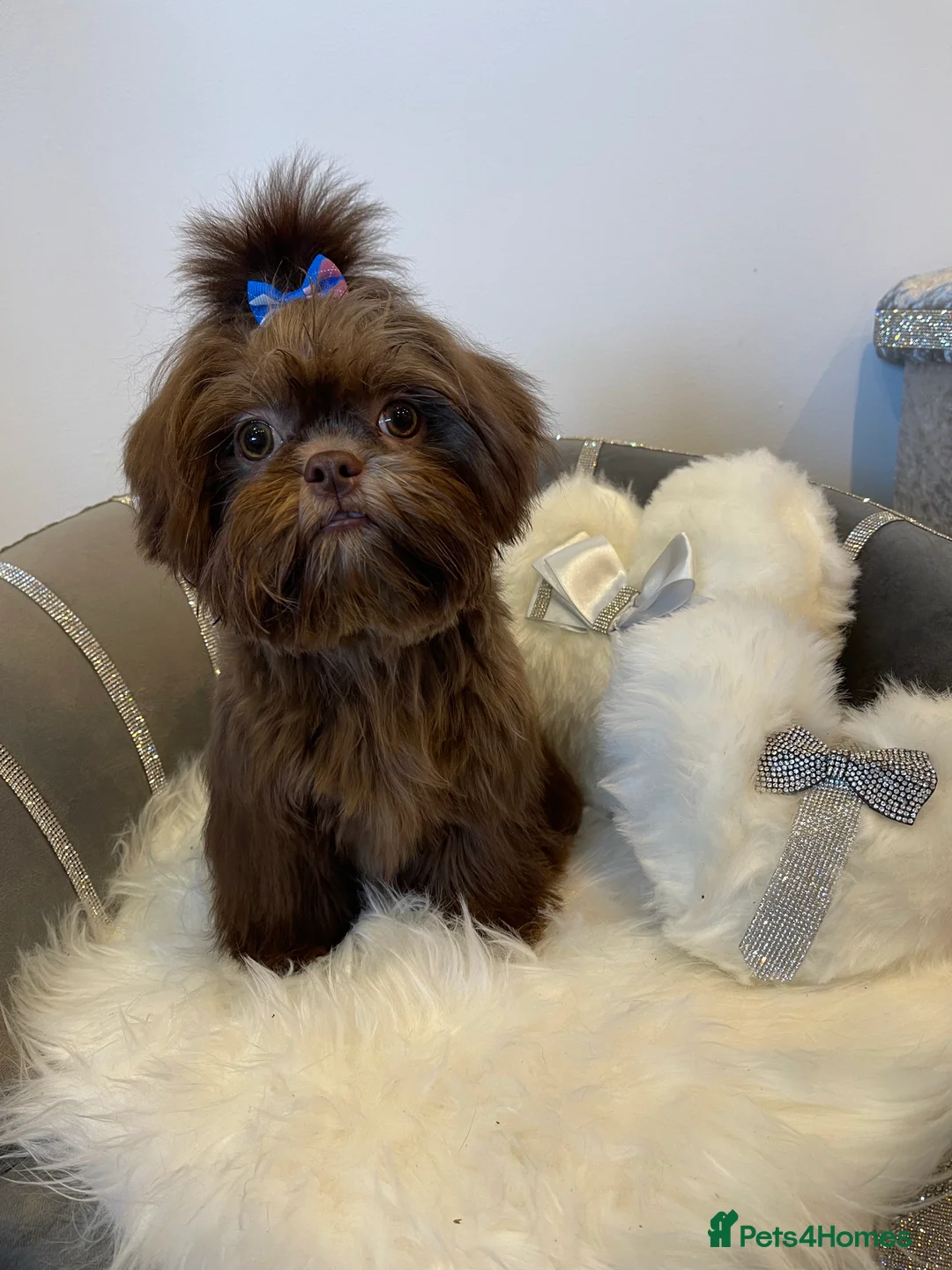 Shih Tzu dogs for stud: STUNNING CHOCOLATE IMPERIAL SHIHTZU OPEN AT STUD in Grays - Advert 3