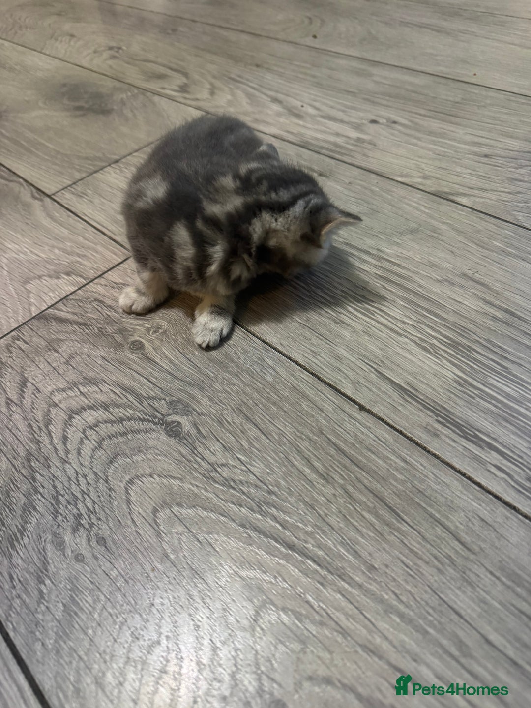 British Shorthair cats for sale: Two kittens for sale  - Advert 7