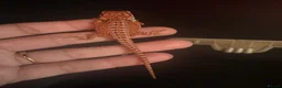 Bearded Dragon reptiles for sale: 100% red monster bearded dragon babies🐉 - Advert 19