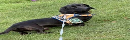 Miniature Dachshund dogs for sale: 2 year old miniature dachshund  in Doncaster - Advert 3