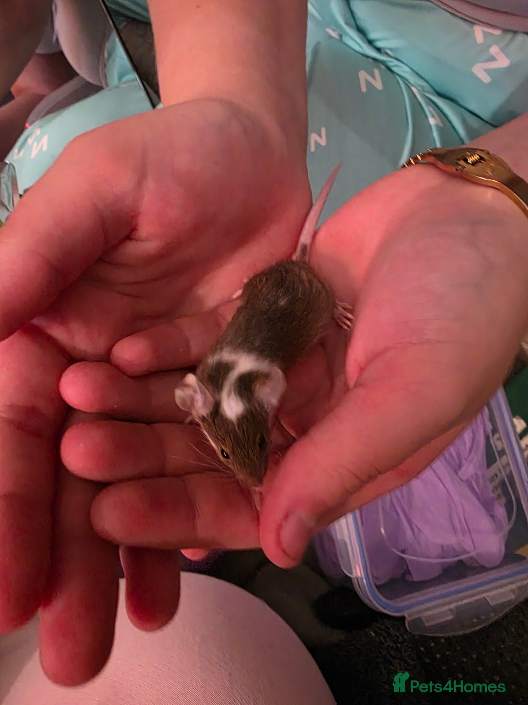 Mouse rodents for sale: Male and female mice  - Advert 5