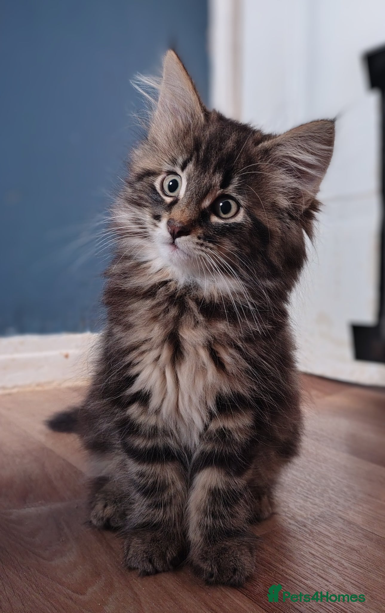 Norwegian Forest Cat cats Beautiful Pedigree Norwegian Forest kittens - Advert 11