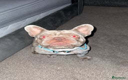 French Bulldog dogs for sale: Male French bulldog - Image 2