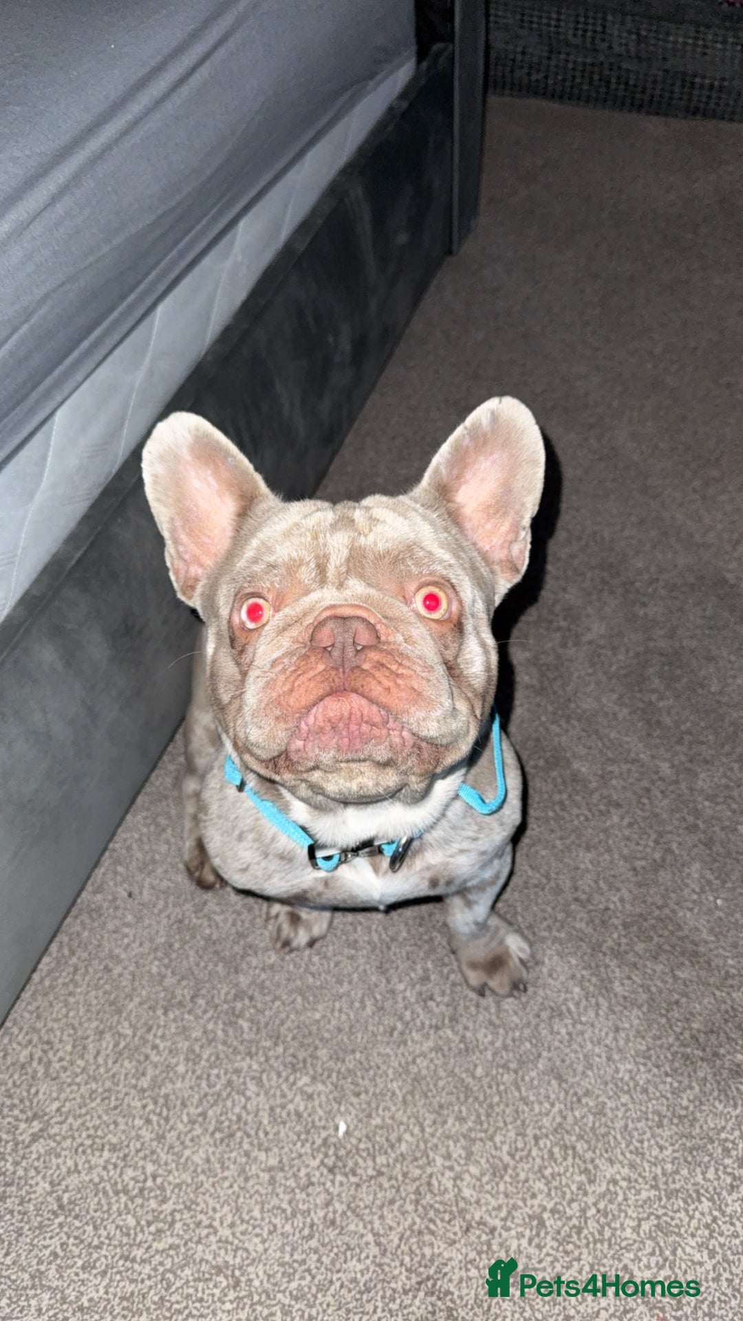 French Bulldog dogs for sale: Male French bulldog - Image 2