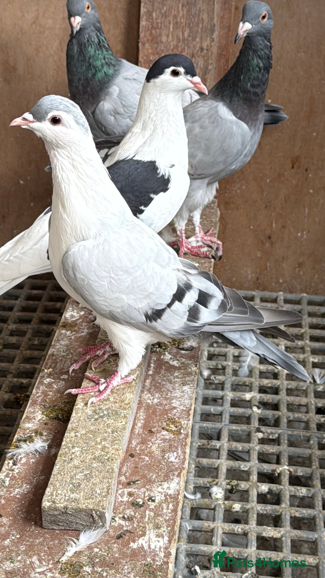 Pigeons birds for sale: Pigeons in Manchester - Image 18