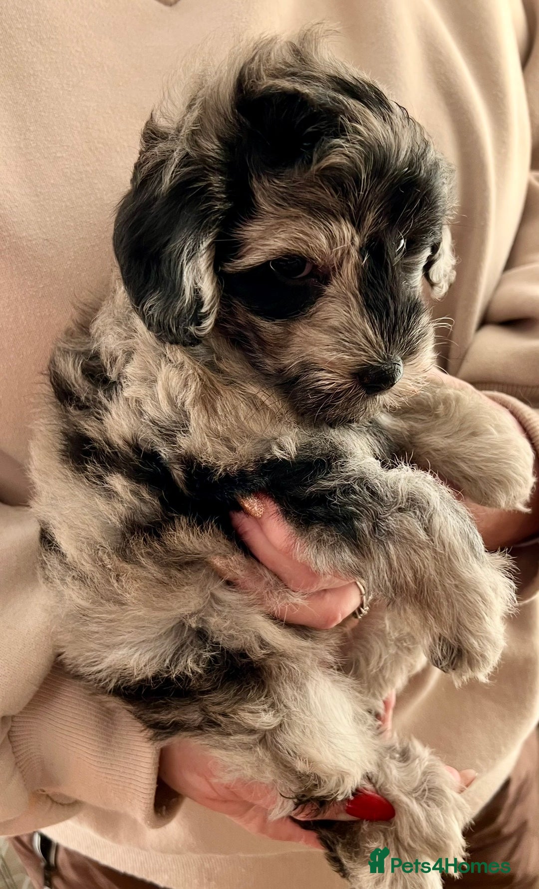 Labradoodle dogs for sale: F1b Labradoodles, Miniature Health tested parents - Advert 29