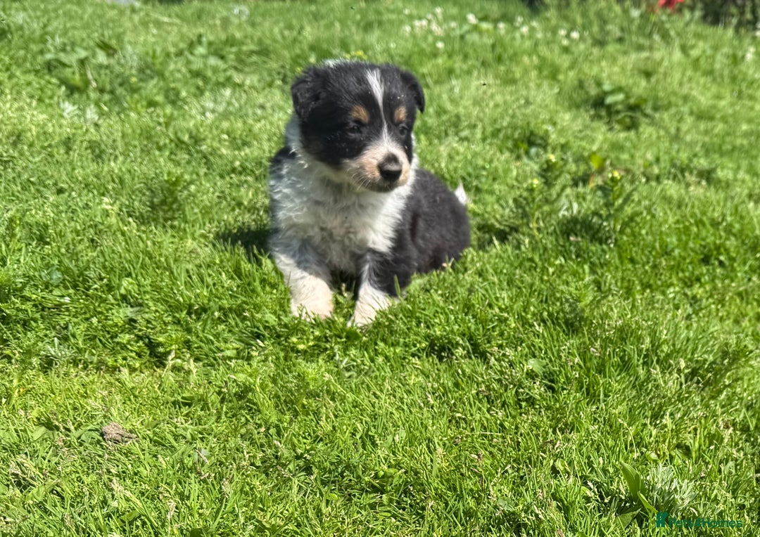 Border Collie dogs for sale: Border Collie Puppies  - Image 8