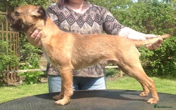 Border Terrier dogs for stud: Border Terrier at Stud. in Buckingham - Image 2