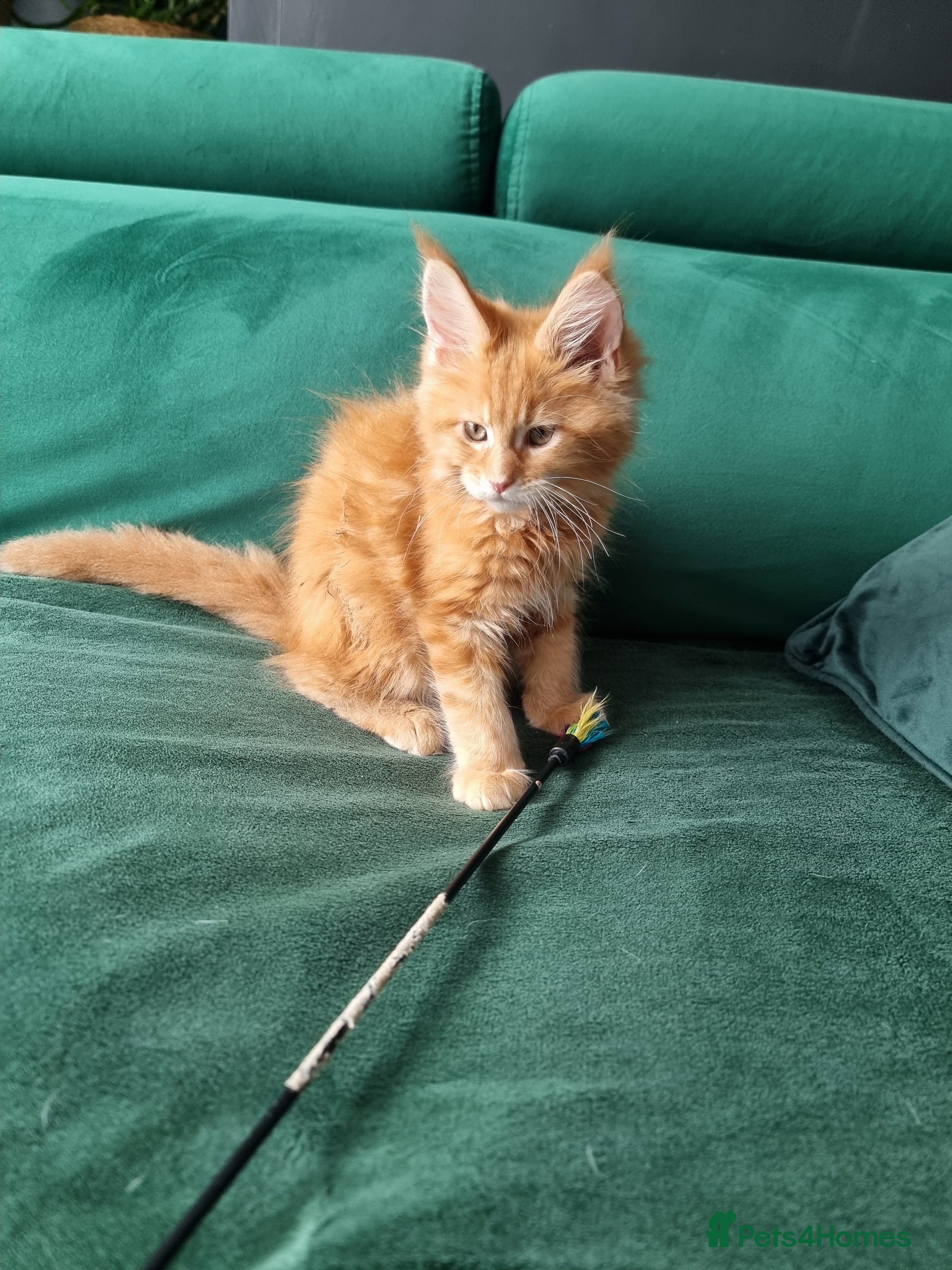 Maine Coon cats TICA REG. MAINE COON KITTENS  - Advert 2