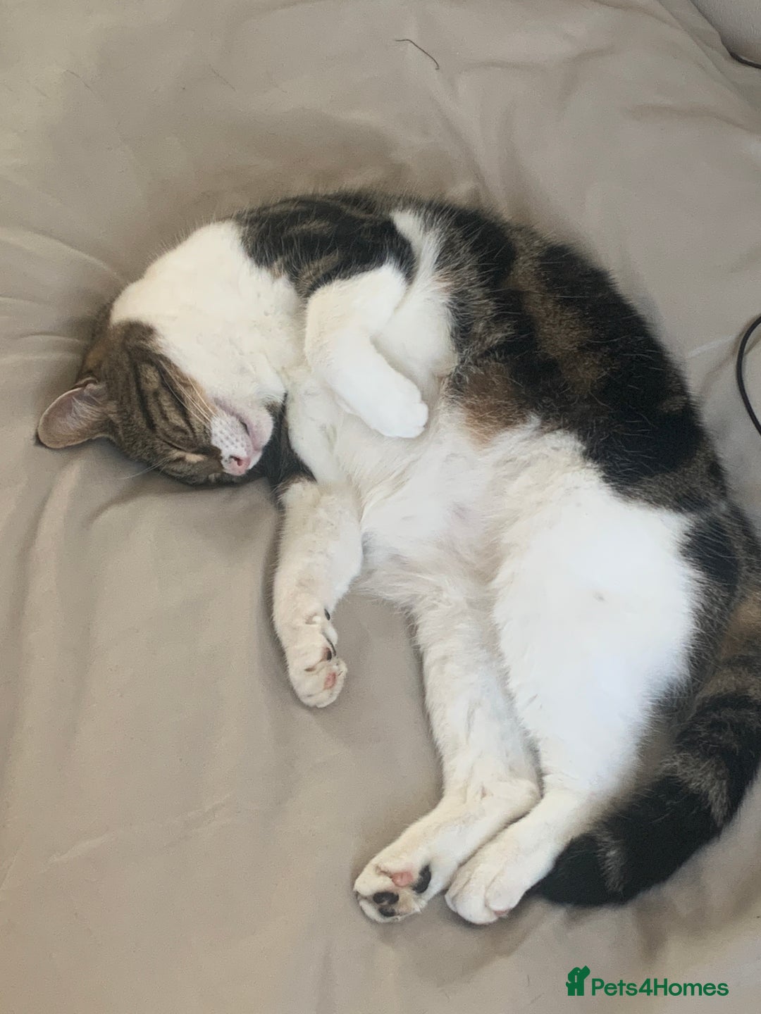 Mixed Breed cats for sale: 8 Year old Cat - Advert 4