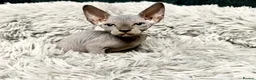 Sphynx cats for sale: TICA Reg Sphynx Kittens, Extensive Genetic Testing - Advert 15