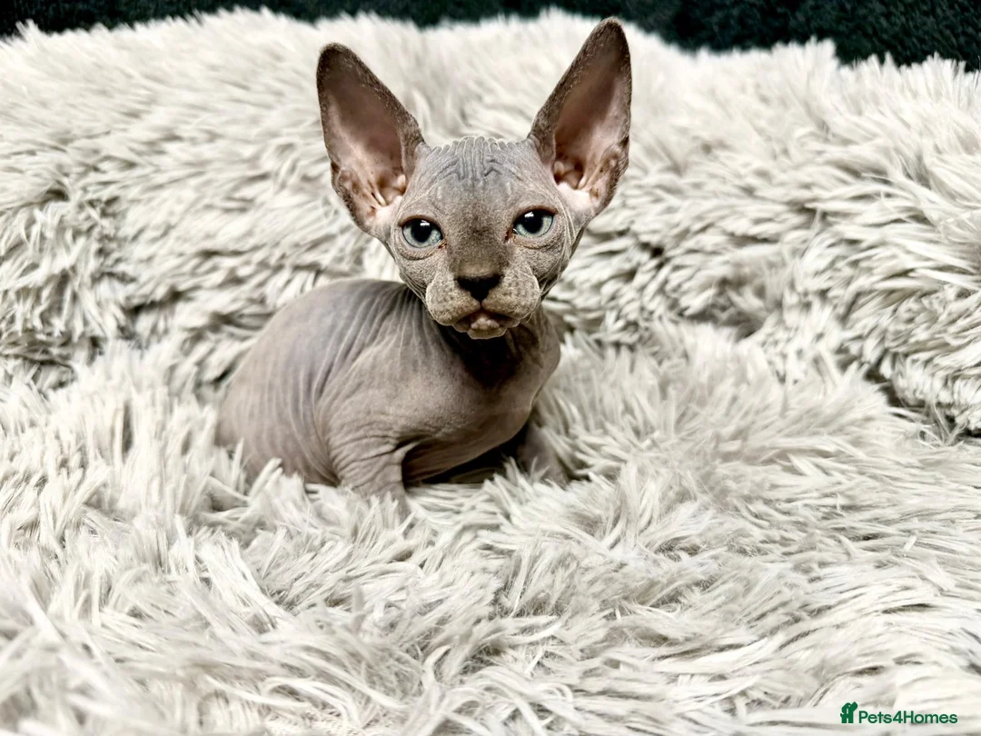 Sphynx cats for sale: TICA Reg Sphynx Kittens, Extensive Genetic Testing - Advert 15