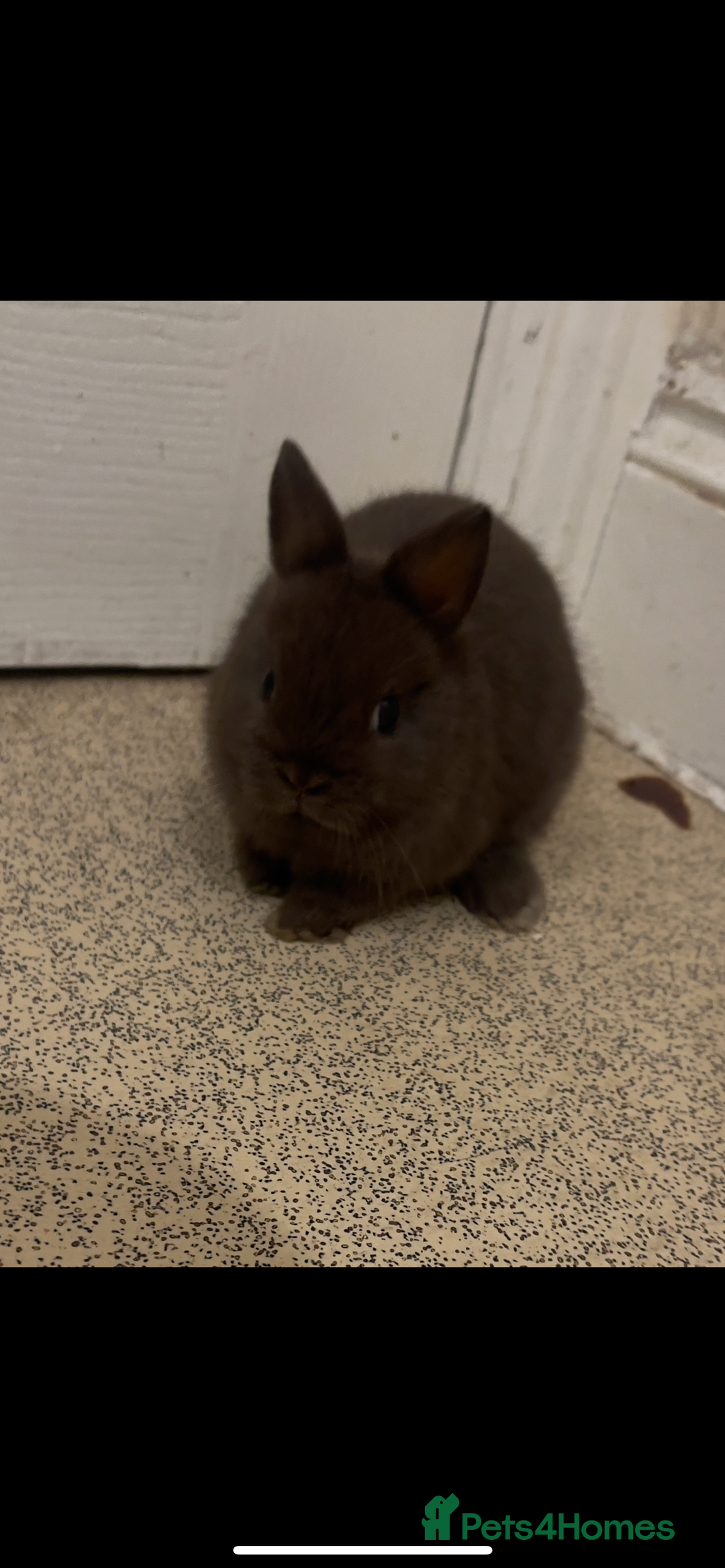Netherland Dwarf rabbits for sale: Pure Netherland Dwarf - Advert 5