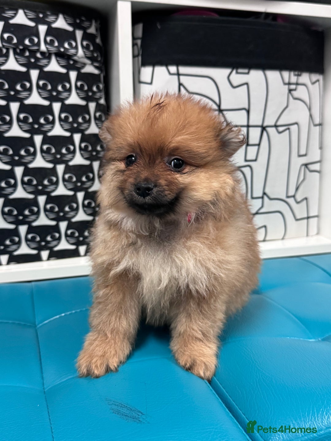 Pomeranian dogs for sale: FLUFFY POMERANIAN FOR SALE 🥰 - Advert 6