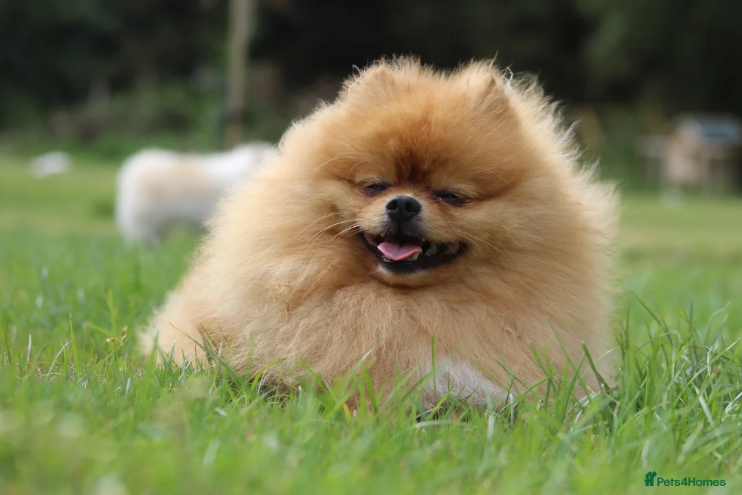 Pomeranian dogs for stud: 🇬🇧 THE LOVE OF PABLO🇬🇧 in London - Advert 4