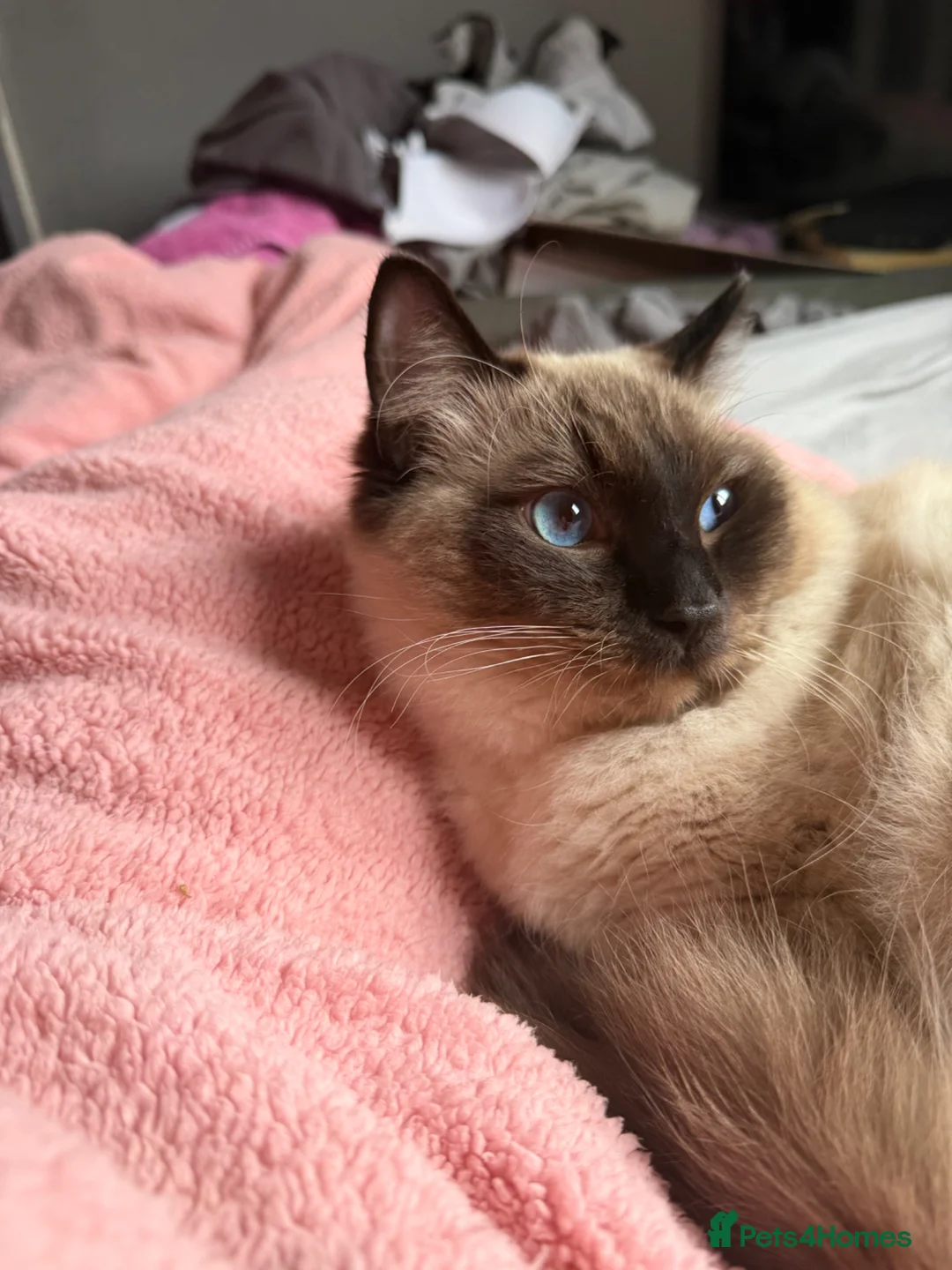 Mixed Breed cats for sale: mixed ragdol kittens  - Advert 12