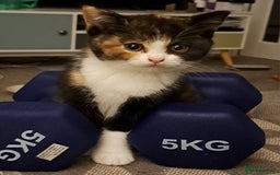 British Shorthair cats for sale: GCCF British shorthair kittens  - Image 3