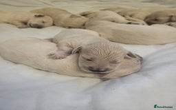 Golden Retriever dogs for sale: Golden retriever pups - Image 5