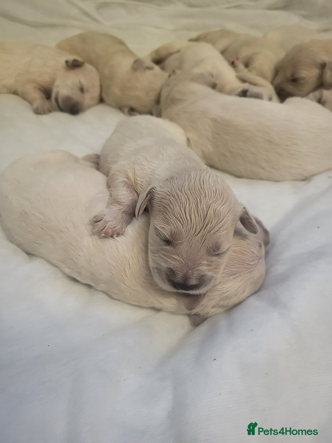 Golden Retriever dogs for sale: Golden retriever pups - Image 5