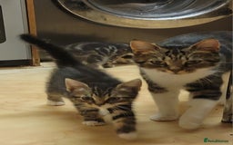 Mixed Breed cats for sale: 2 boys and 1 girl - Image 20