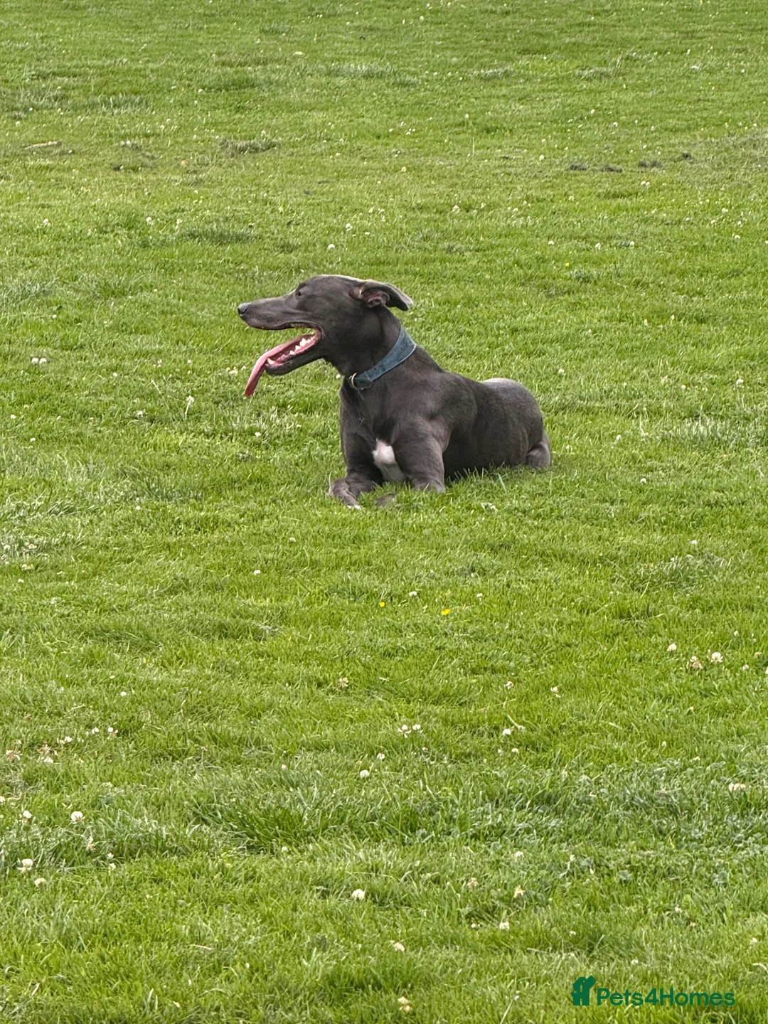 Lurcher dogs for stud: Bluey  in Ashton-under-Lyne - Advert 5