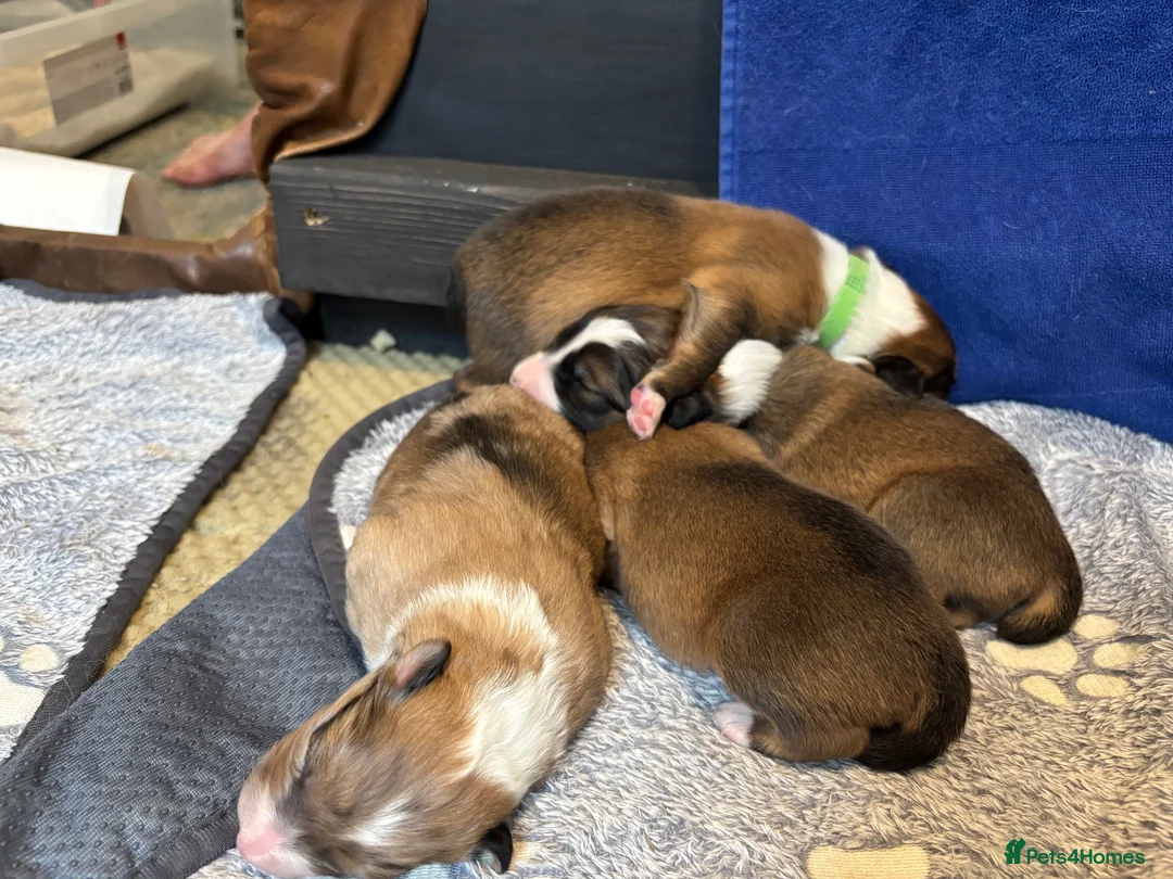 Mixed Breed dogs for sale: 8 Puppies for Sale - 6 Male, 2 Female - Advert 15