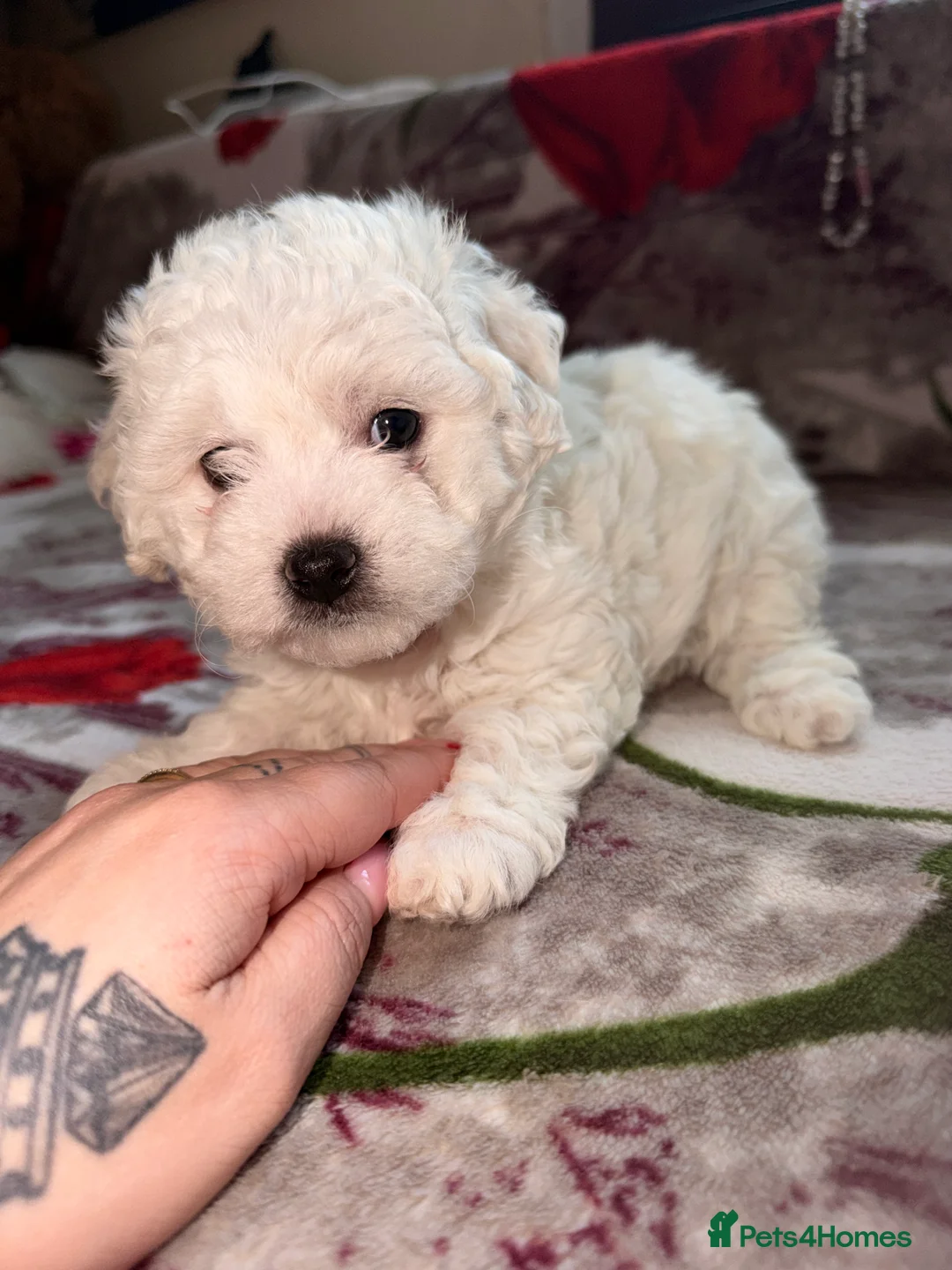 Bichon Frise dogs for sale: The Pedigree Club Bichon Frise Puppies - Advert 10