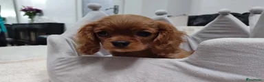 Cavalier King Charles Spaniel 5