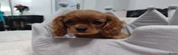 Cavalier King Charles Spaniel dogs for sale: Adorable Cavalier Puppies Ready to Leave - Advert 6