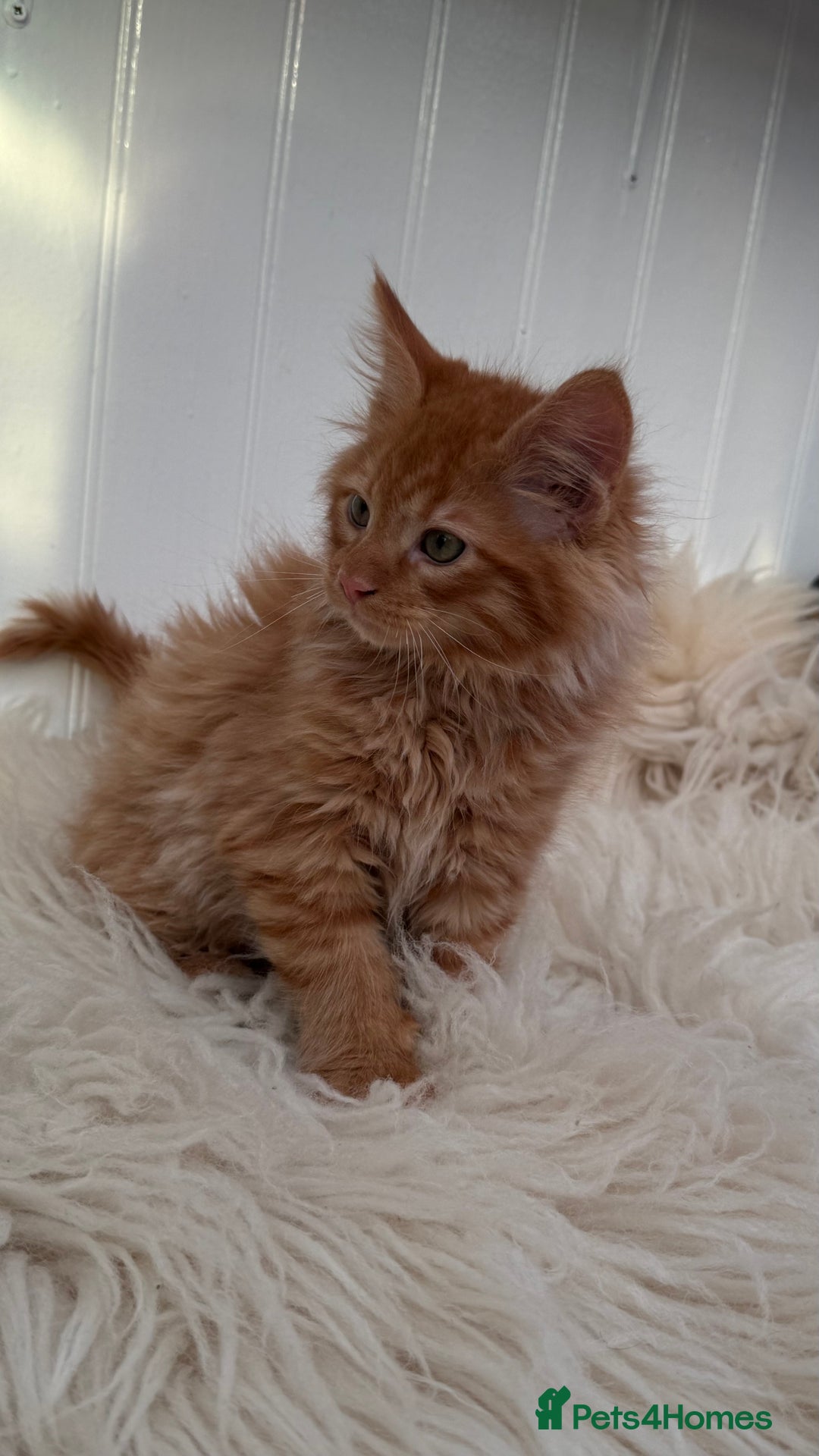 Maine Coon cats for sale: Last Two Gccf Maine Coons Boys Available - Advert 5