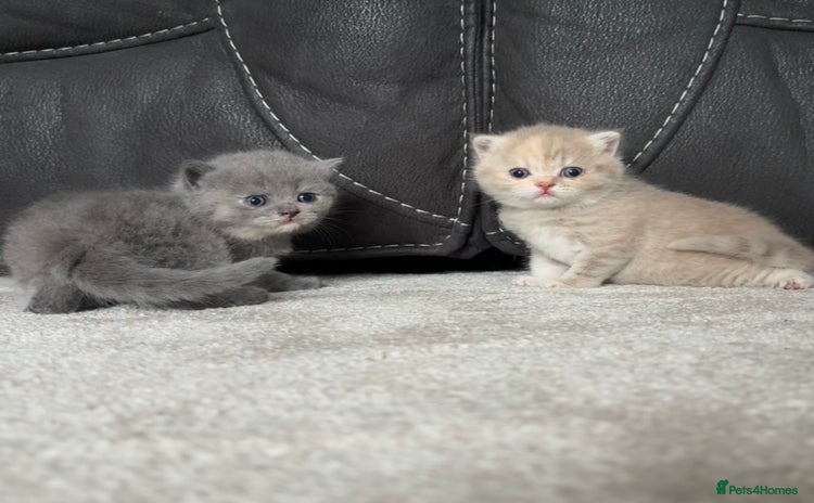 British Shorthair cats - Advert 10