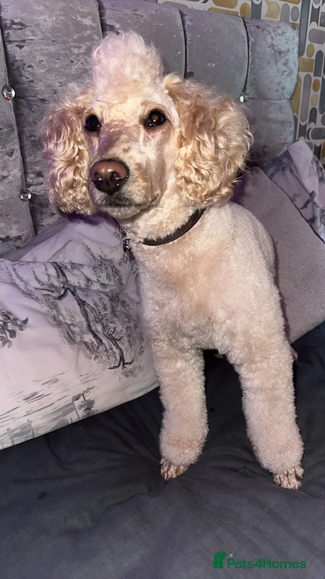Toy Poodle dogs for stud: Lovely Apricot Boy for Stud - Advert 2