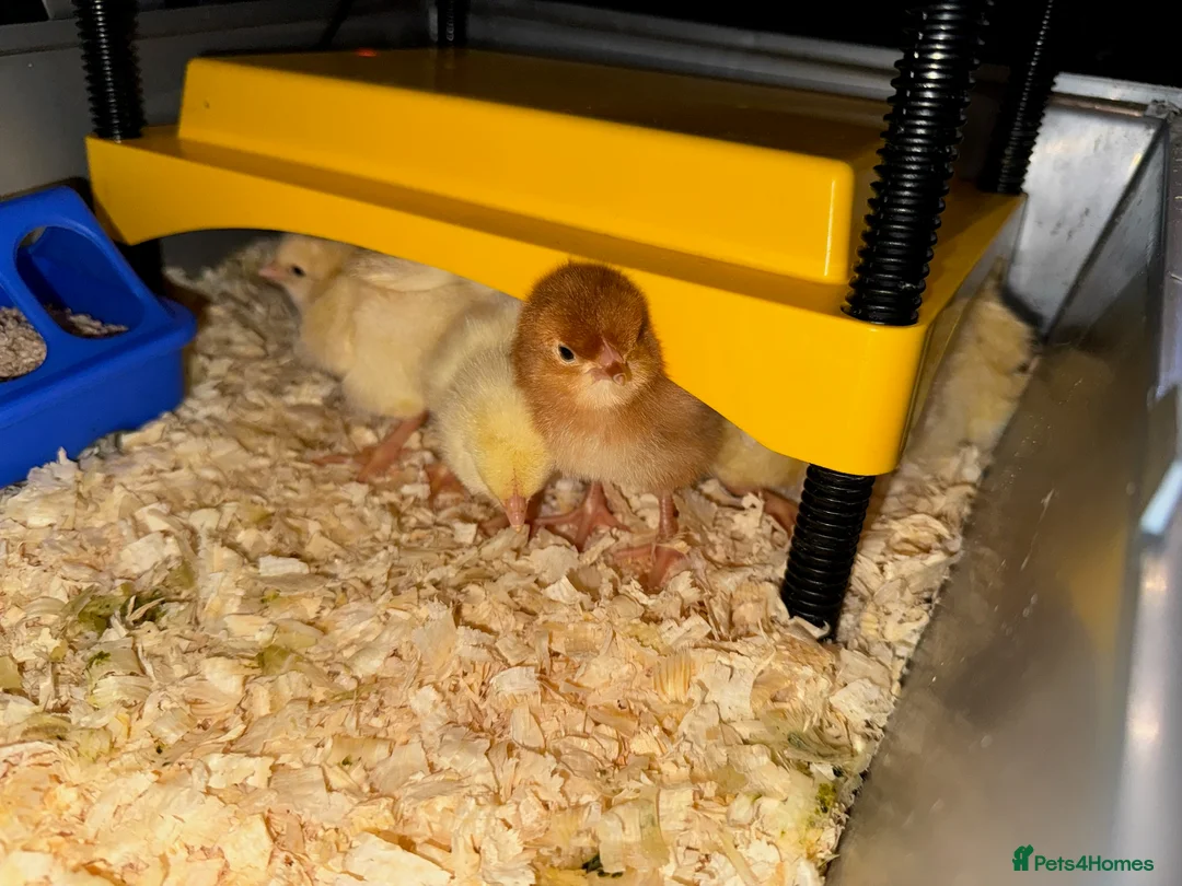 Chickens poultry for sale: Goldline chicks. Quail chicks. Pair of geese - Advert 7