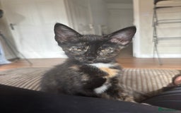 Bengal cats for sale: last girl Bengal/maine coon - Image 1