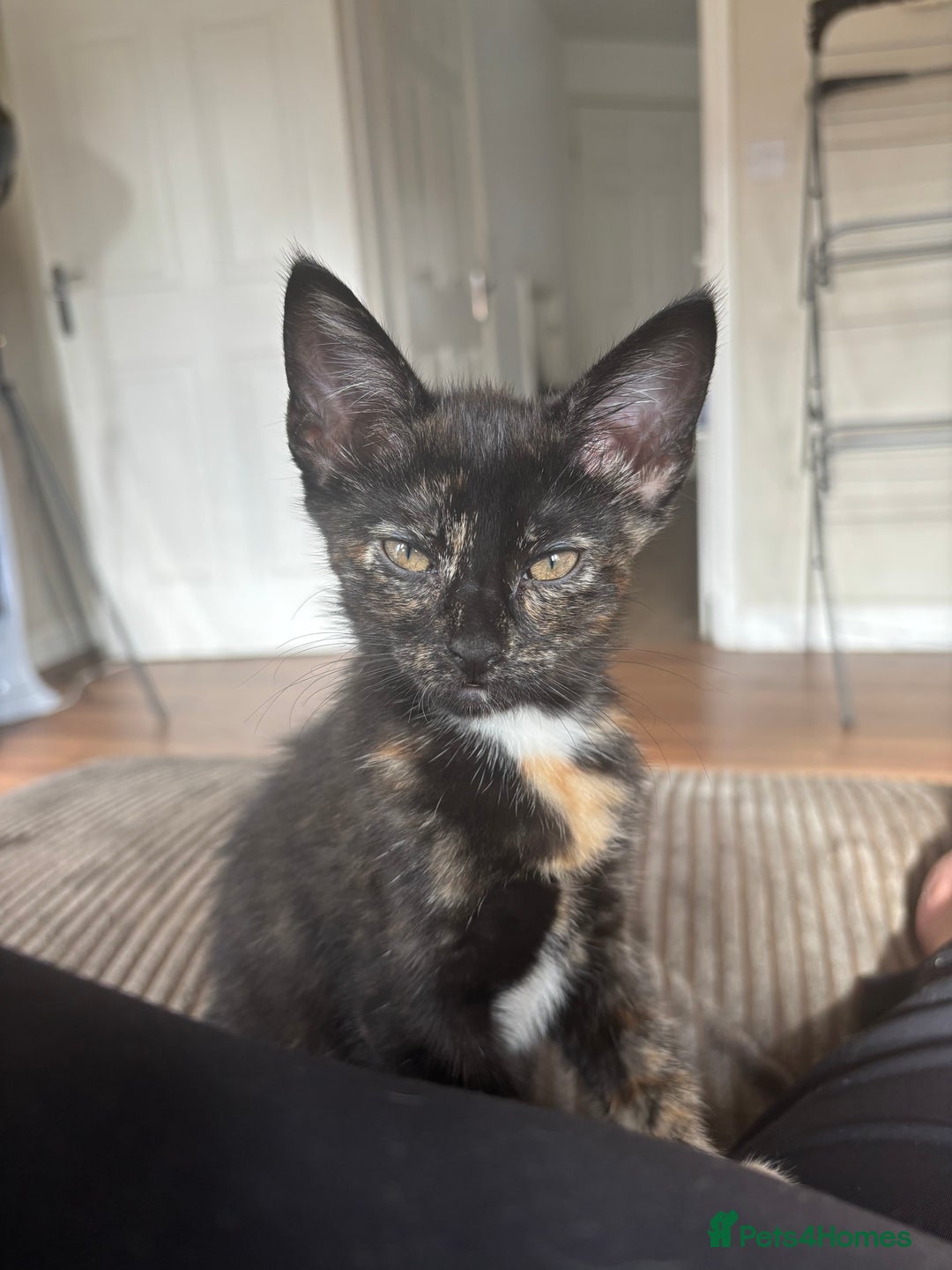 Bengal cats for sale: last girl Bengal/maine coon - Image 1