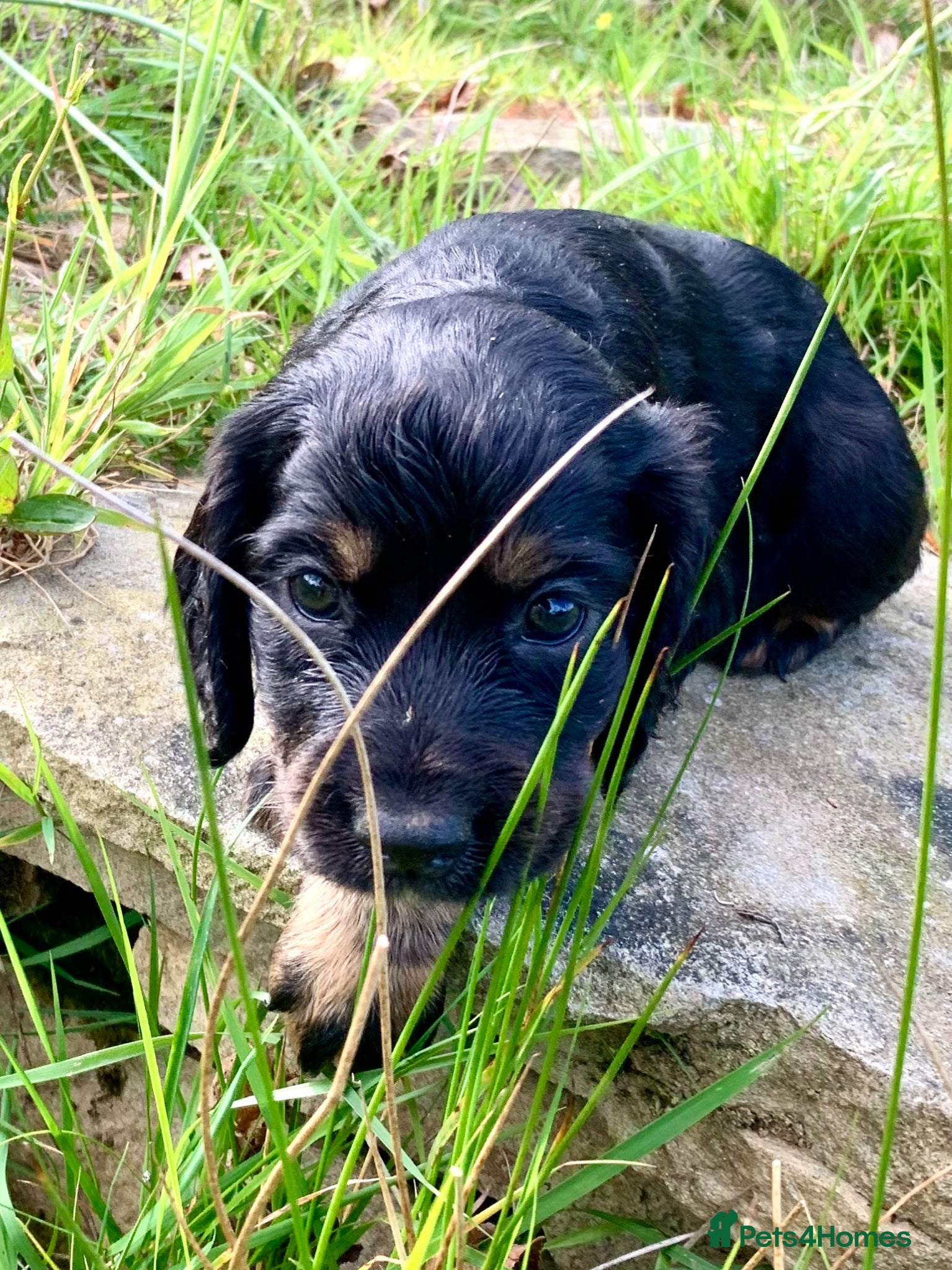 Cocker Spaniel dogs Sired from British Champion - Advert 14