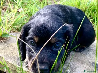 Cocker Spaniel dogs Sired from British Champion - Advert 14