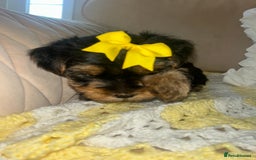 Yorkshire Terrier dogs for sale: Beautiful Yorkshire terrier puppy’s  - Image 14