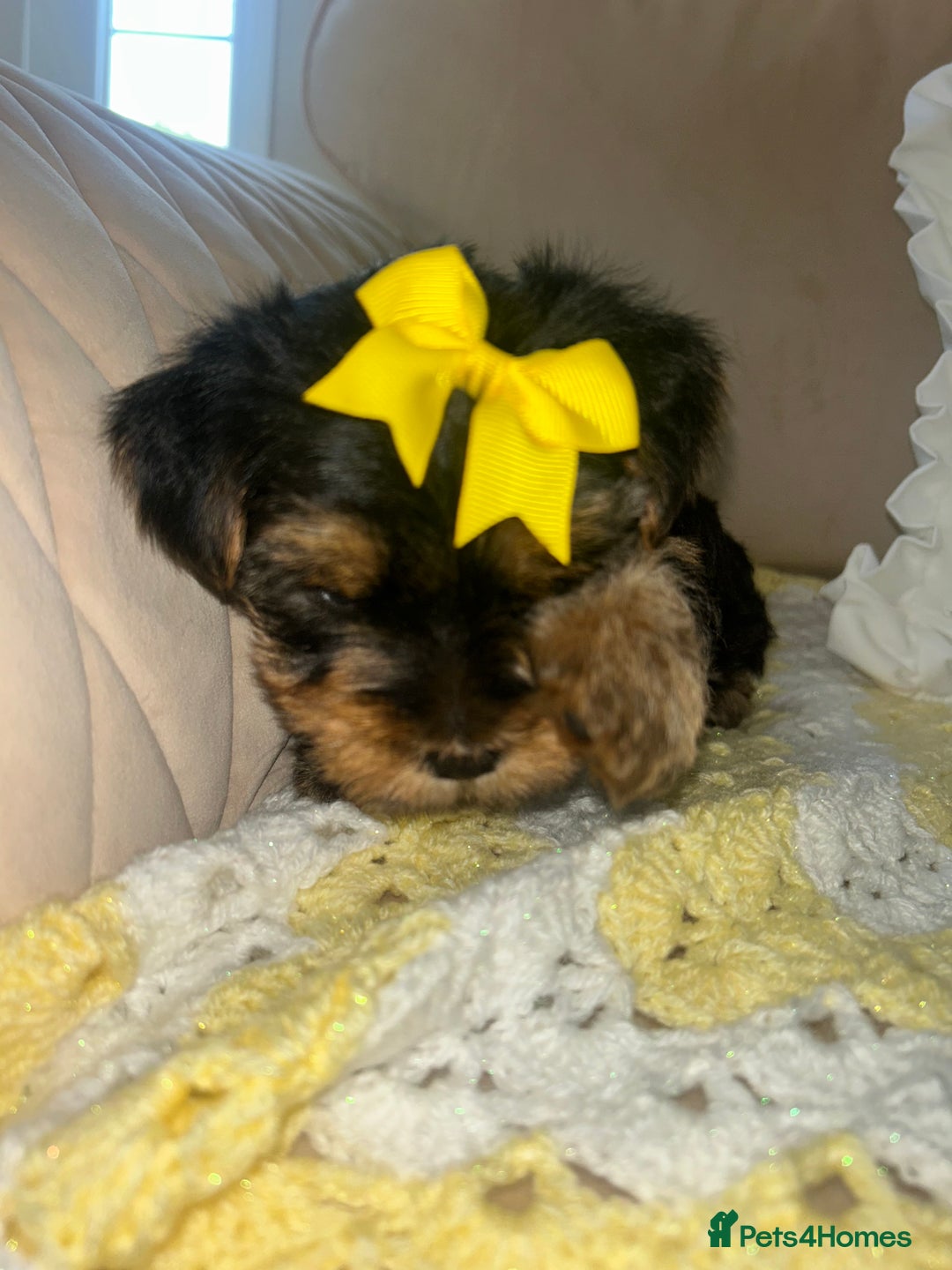 Yorkshire Terrier dogs for sale: Beautiful Yorkshire terrier puppy’s  - Image 14