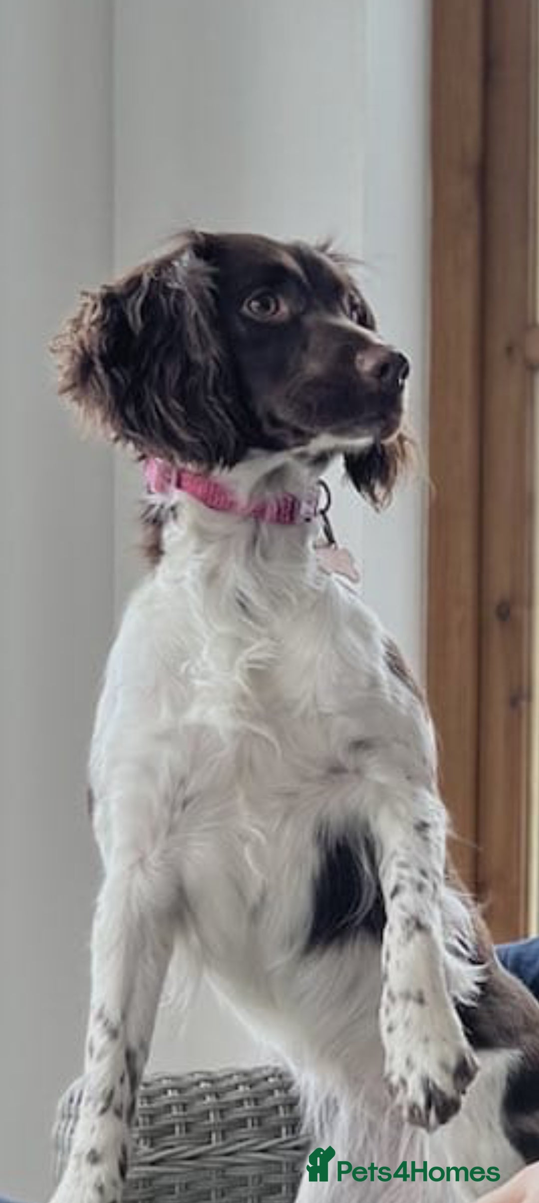 English Springer Spaniel dogs for sale: 🐾KC Reg English Springer Spaniel Puppies for Sale - Advert 2