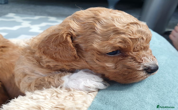 Mixed Breed dogs - Advert 4