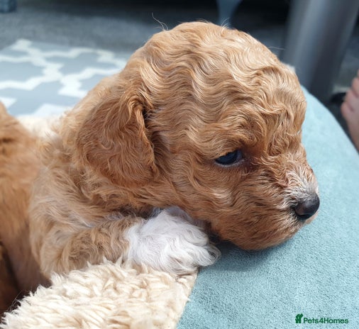 Mixed Breed dogs - Advert 1