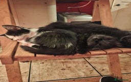 British Longhair cats for sale: 8 kittens for sale - Image 2